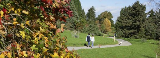 Bedgebury stile free trail