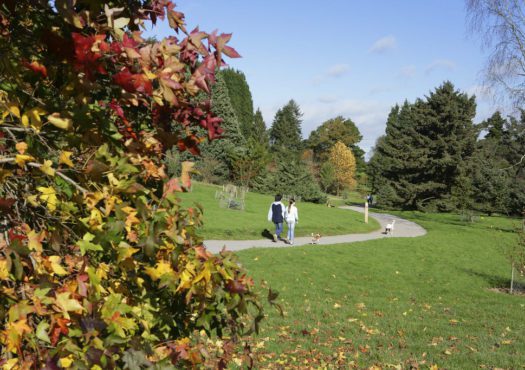 Bedgebury Pinetums easy access walking trail