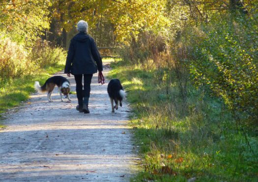 Clowes Wood easy access trail