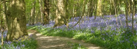 Ham Street Woods stile free trail