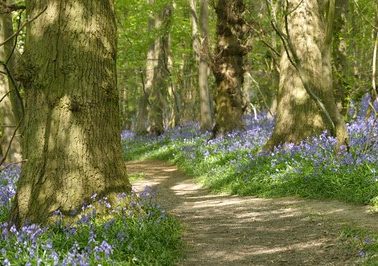 Bluebells at Ham Street Woods easy access trail