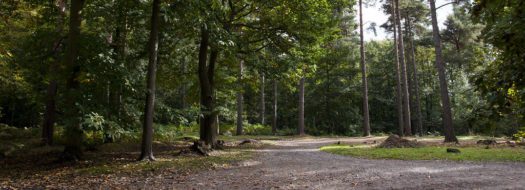 Hemsted Forest stile free trail