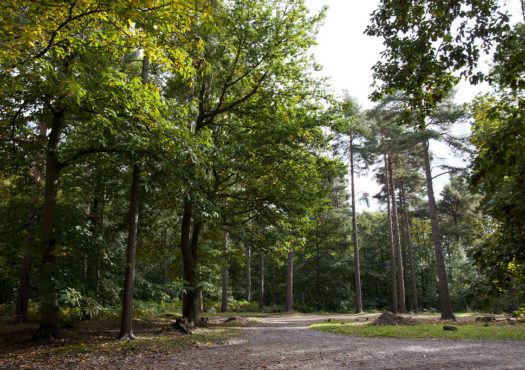 Hemsted Forest easy access walking trail