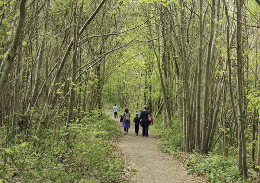 family walking in woodland