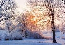 snow covered woodland