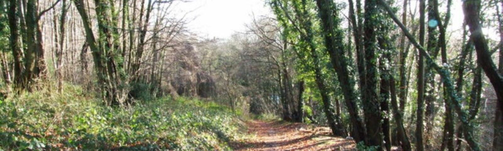 Wooded path in Lordswood