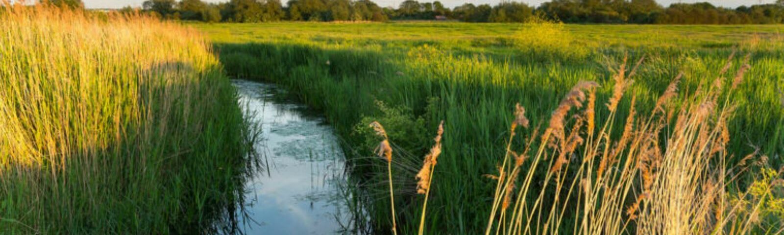 river running through a field of marshes