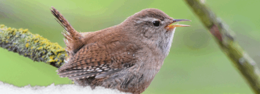 Park Nature Workshops