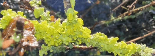 Hoo Sounds Walk #3 – Woodland Winter Into Spring